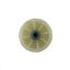 Picture of Whirlpool Pulley-idr Part# WP691362